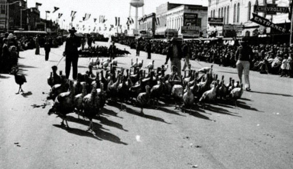 Turkey Trot (1)