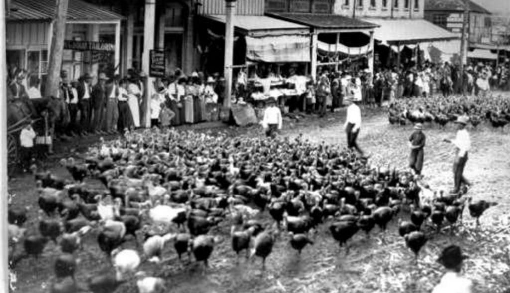 Turkey Trot (4)